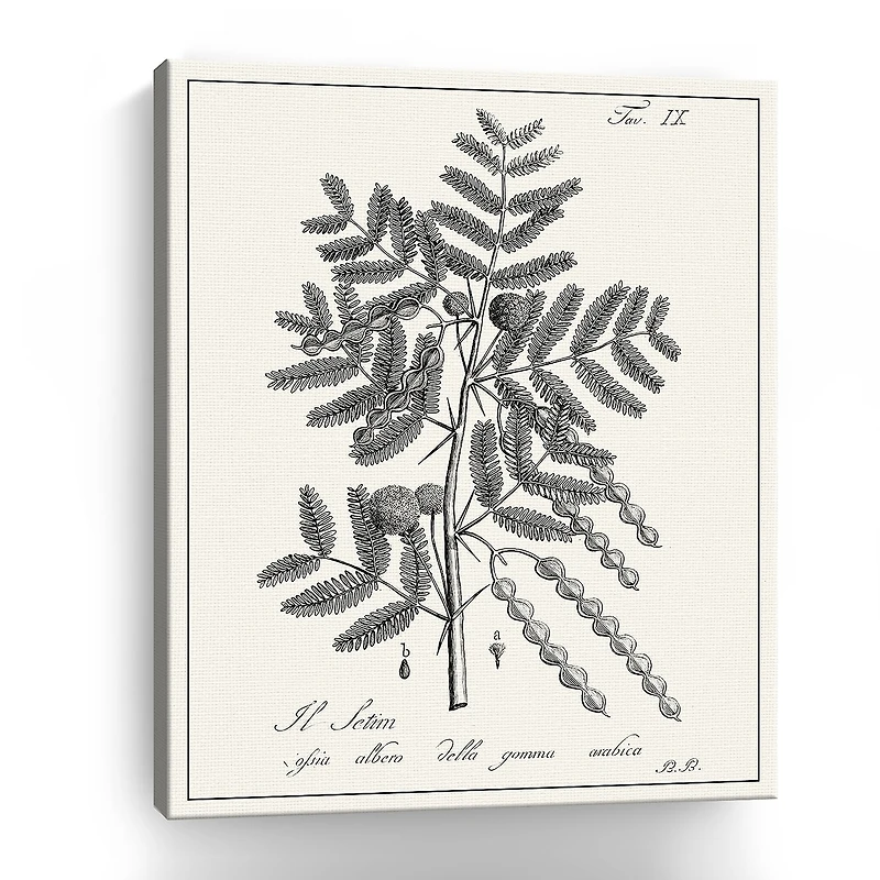 Lumaprints Antique Black & White Botanical I Giclee Canvas Art