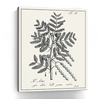 Lumaprints Antique Black & White Botanical I Giclee Canvas Art