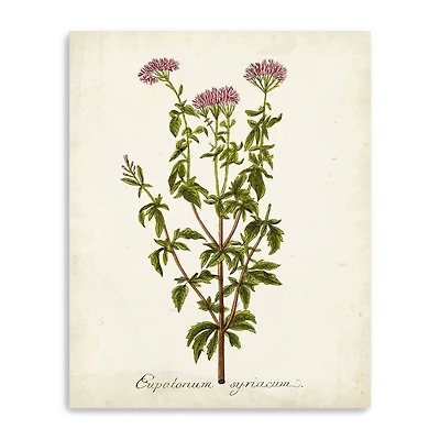 Lumaprints Antique Herb Botanical I Giclee Canvas Art
