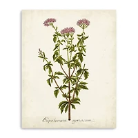 Lumaprints Antique Herb Botanical I Giclee Canvas Art