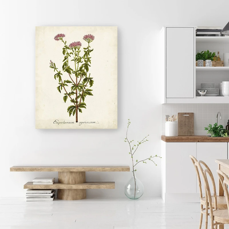 Lumaprints Antique Herb Botanical I Giclee Canvas Art