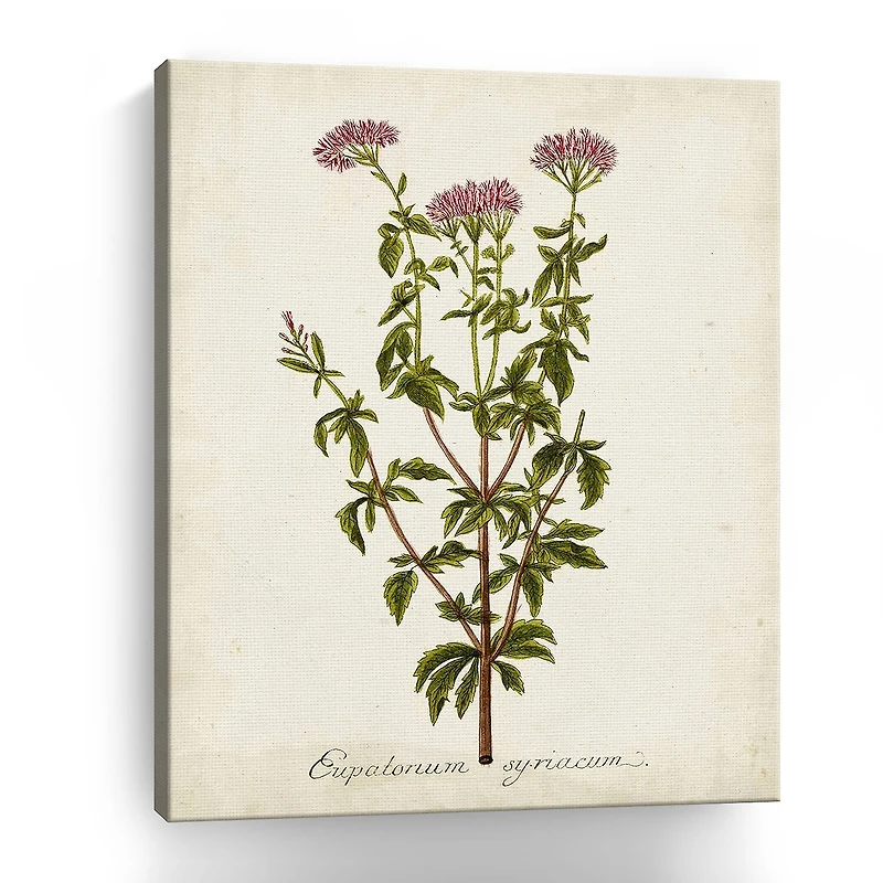 Lumaprints Antique Herb Botanical I Giclee Canvas Art