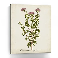 Lumaprints Antique Herb Botanical I Giclee Canvas Art