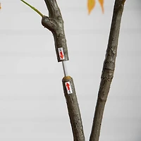 Nearly Natural 5' Yellow Maple Indoor Artificial Tree