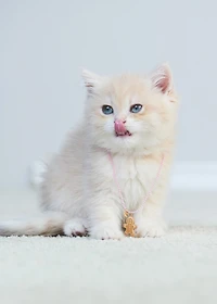 Pack of 2 Christmas necklaces