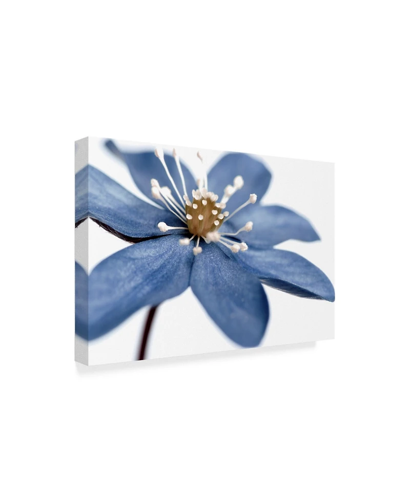 Tom Quartermaine 'Blue Flower On White' Canvas Art