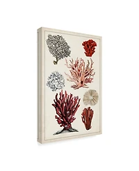 Naomi Mccavitt Antique Coral Study I Canvas Art - 15" x 20"