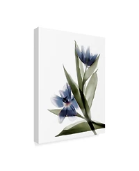 Judy Stalus Xray Tulip Vi Canvas Art - 15" x 20"