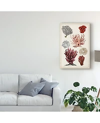 Naomi Mccavitt Antique Coral Study I Canvas Art - 15" x 20"