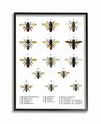 Stupell Industries Bees Scientific Vintage-Inspired Illustration Framed Giclee Art, 16" x 20"