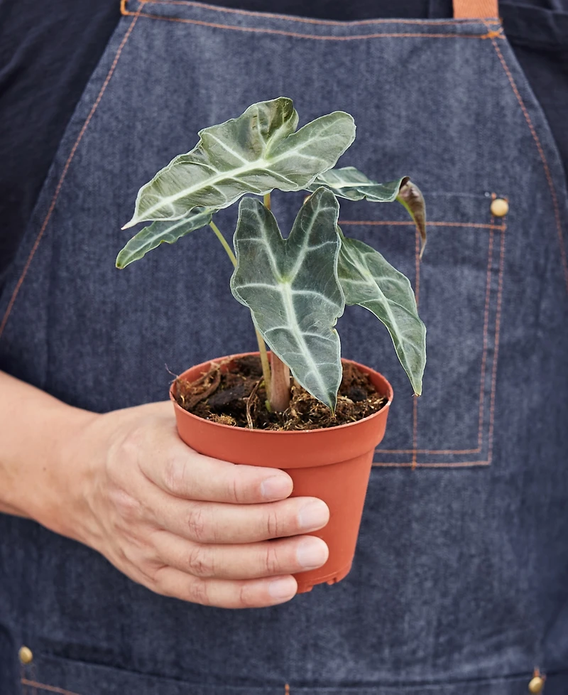 Alocasia Polly 'African Mask' Live Plant
