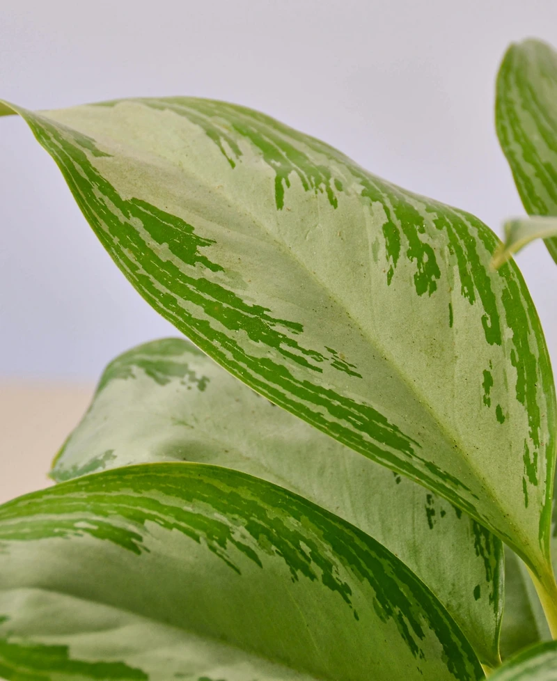 Chinese Evergreen Silver Bay Live Plant, 4" Pot