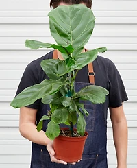 Ficus Lyrata Fiddle Leaf Fig Live Plant, 6" Pot