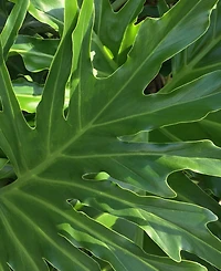 Philodendron 'Lickety Split' Live Plant, 8" Pot