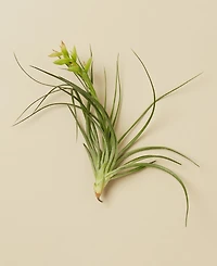 Tillandsia Stricta Live Air Plants, Pack of 3