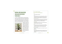 How to Houseplant