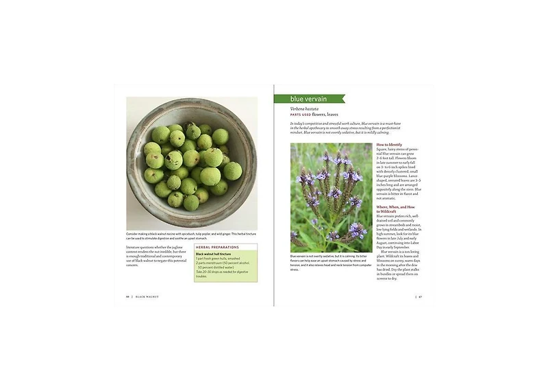 Midwest Medicinal Plants: Identify, Harvest, and Use 109 Wild Herbs for Health and Wellness by Lisa M. Rose