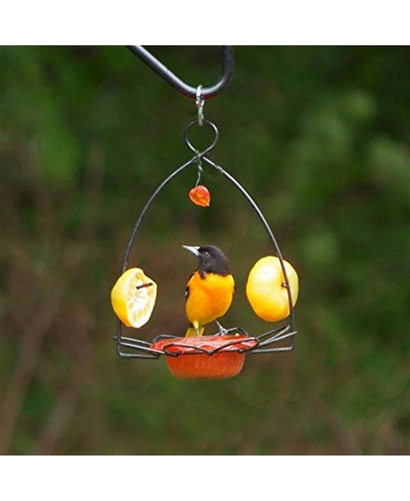 Birds Choice Flower Oriole Bird Feeder Small Orange