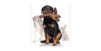 Tuffy Barnyard Rabbit Brown, Dog Toy