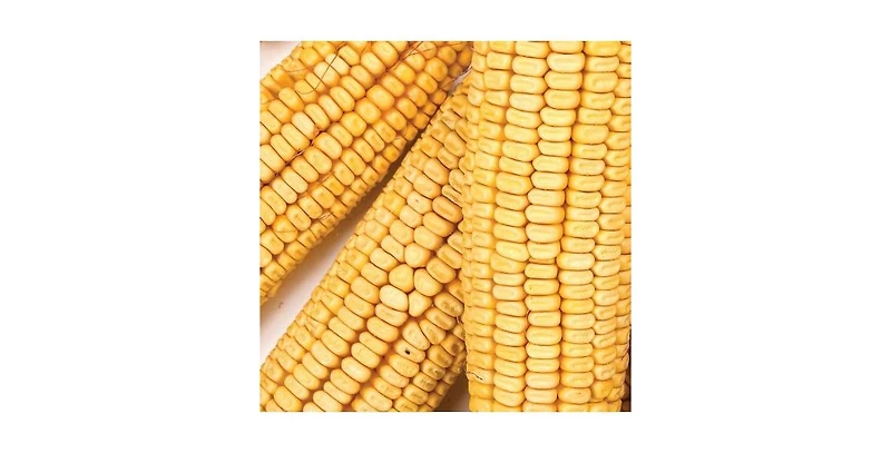 Wild Delight Wildlife Formula Corn on the Cob Food, 7lbs