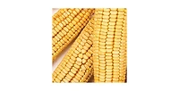 Wild Delight Wildlife Formula Corn on the Cob Food, 7lbs