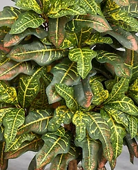 Nearly Natural 3.5' Croton Artificial Plant in Sand Colored Planter