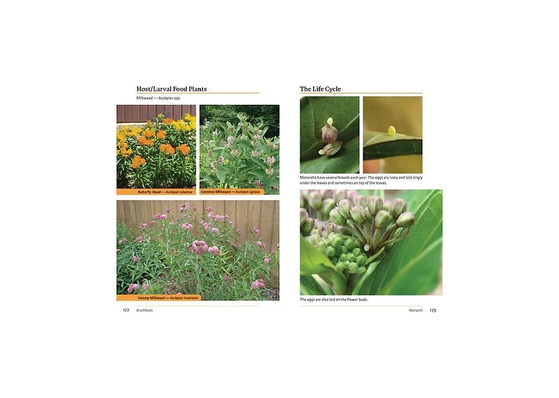 Raising Butterflies and Moths in the Garden by Brenda Dziedzic