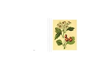 Instant Wall Art Vibrant Botanical Prints- 45 Ready-to-Frame Illustrations for Your Home Decor by Adams Media Corporation