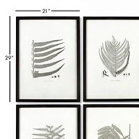 Framed Gray-Tone Fern Prints Set of 6