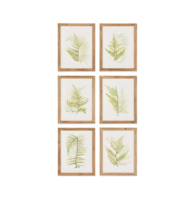 Framed Fern Study Set of 6