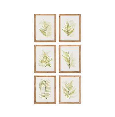 Framed Fern Study Set of 6