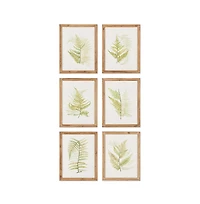 Framed Fern Study Set of 6