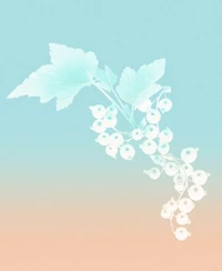 Tiffany Co. Rose Gold Eau De Parfum Fragrance Collection