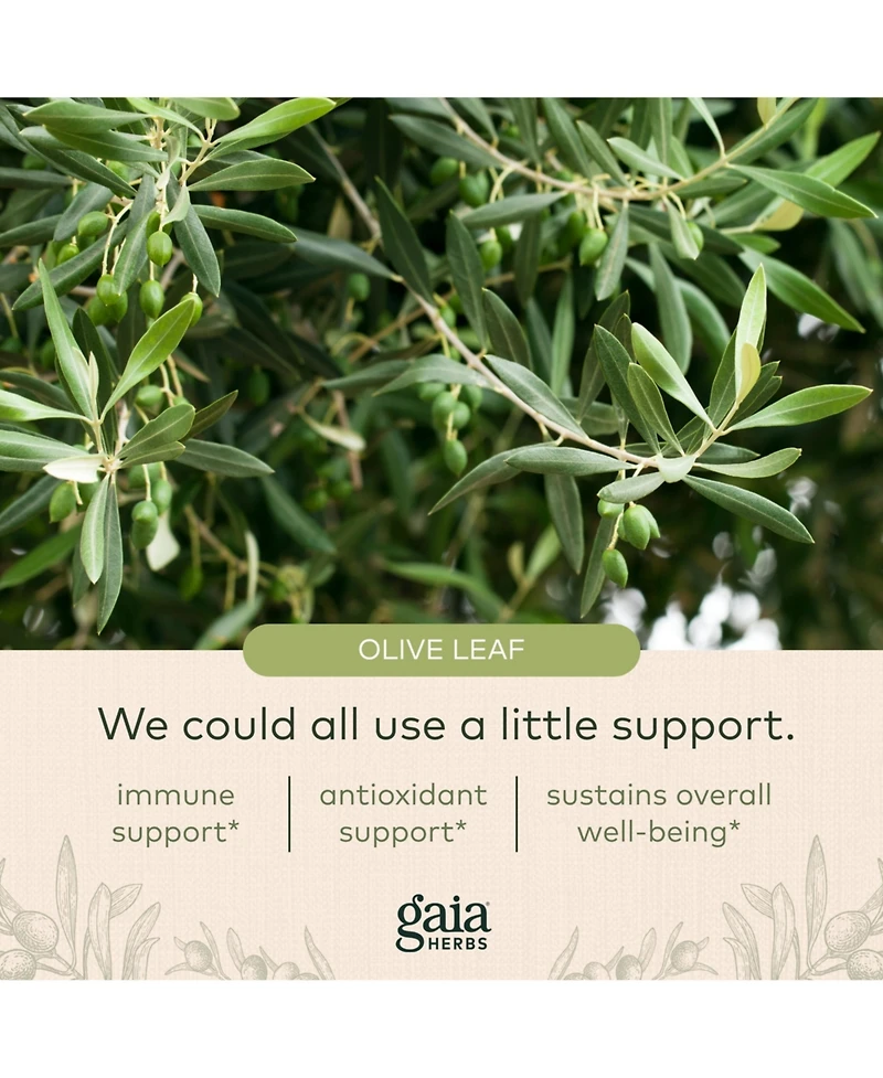 Gaia Herbs Olive Leaf - Traditional Immune Health Support - Immune System Supplement with Olive Leaf Extract and Oleuropein