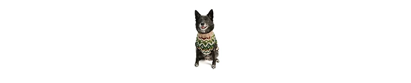 Chilly Dog S Raggwool Fairisle