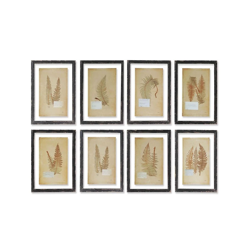 Framed Vintage Fern Prints Set of 8