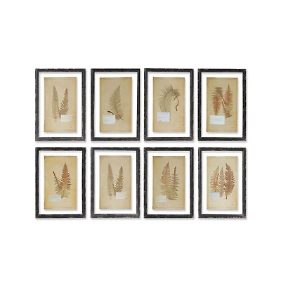 Framed Vintage Fern Prints Set of 8