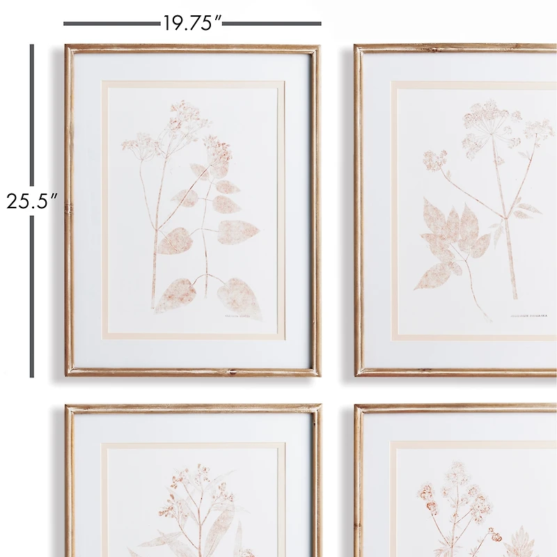 Blush Botanical Study Set of 4
