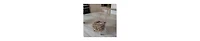 Handcrafted Wooden Nest Planter – Clay Pot for Indoor & Outdoor Use