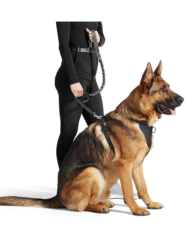 Hands Free Bungee Dog Leash