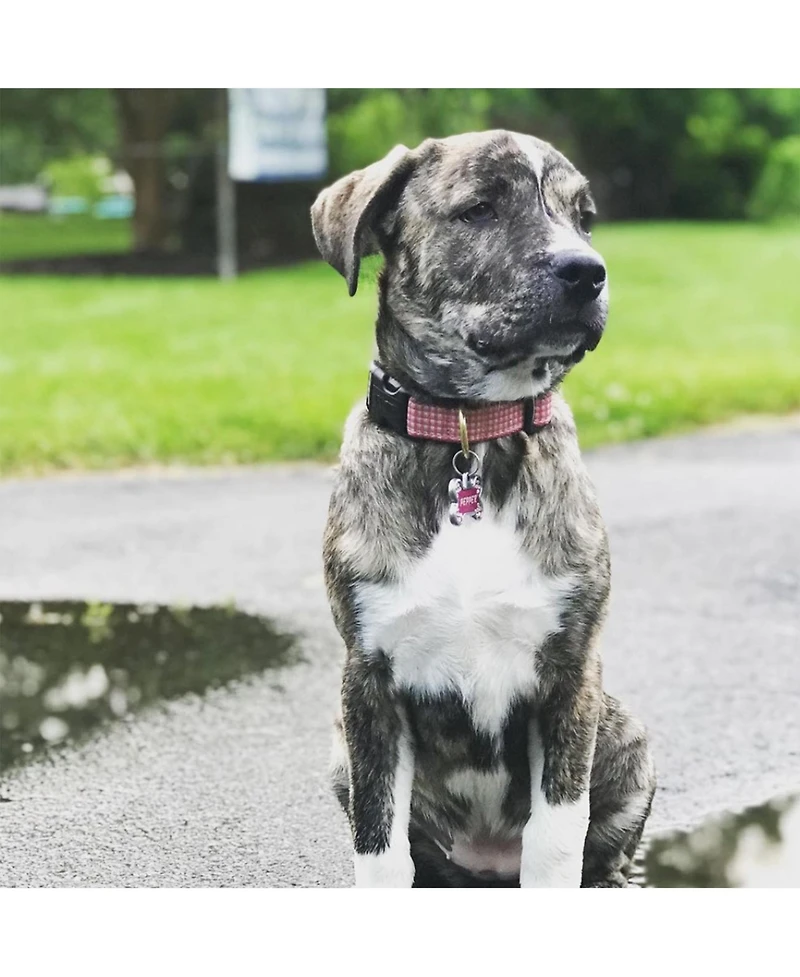 Up Country Pink Gingham Dog Collar