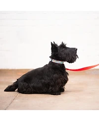 Up Country Cookies Dog Collar