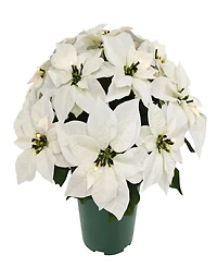 Puleo 22" Pre-Lit Artificial Potted White Poinsettias