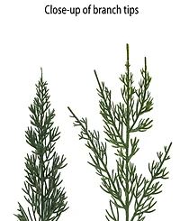 Puleo 22" Artificial Cypress Christmas Wreath with Bow