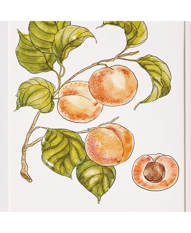 Autumnal Fruit Prints, Set of 4 - Pink/Orange - Fir Wood