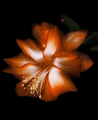 Byredo Black Saffron Body Wash, 7.6 oz.