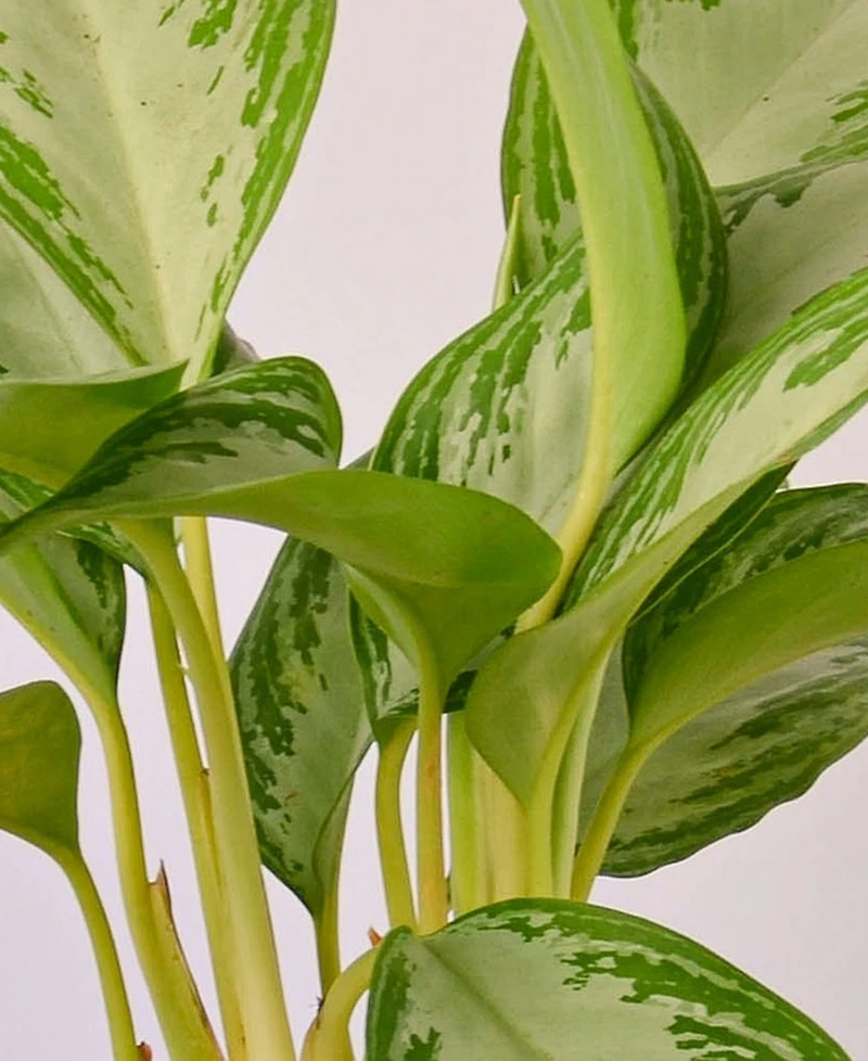 Chinese Evergreen Silver Bay Live Plant, 4" Pot