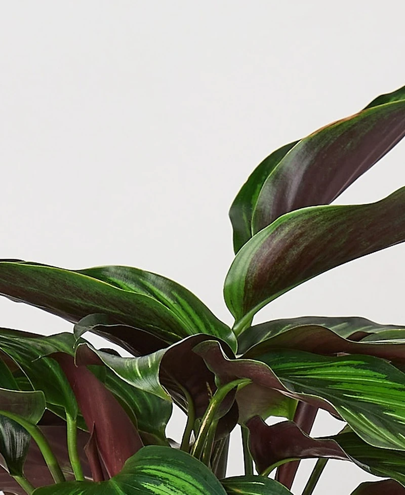 Calathea 'Beauty Star' Live Plant, 6" Pot