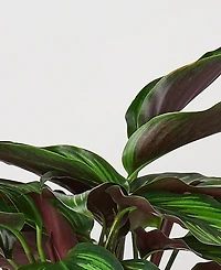 Calathea 'Beauty Star' Live Plant, 6" Pot