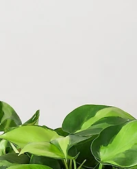 Philodendron Hederaceum 'Brasil' Live Plant, 6" Pot